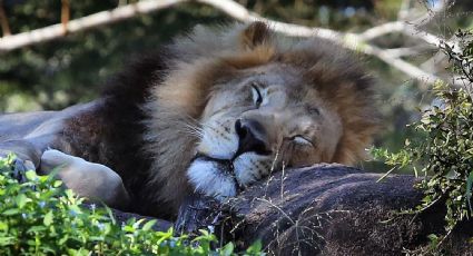 'Animal Kingdom', la serie de Disney+ que enamorará a los amantes de la naturaleza