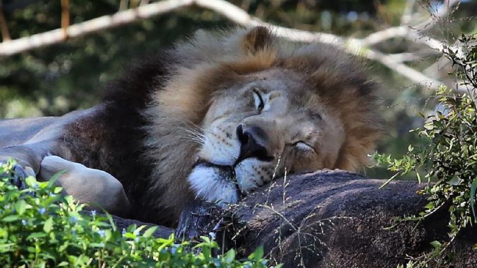 'Animal Kingdom', la serie de Disney+ que enamorará a los amantes de la naturaleza