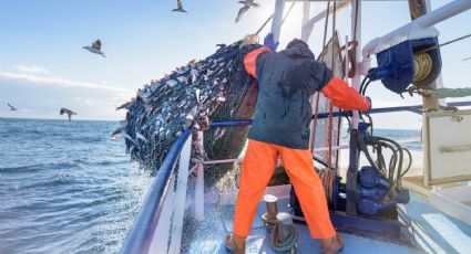 'Seaspiracy', el documental de Netflix que es acusado de engañoso